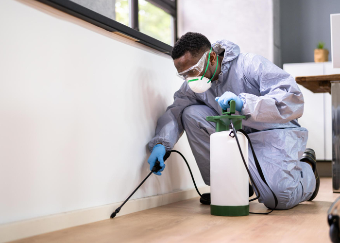 Pest Control Services in Brisbane